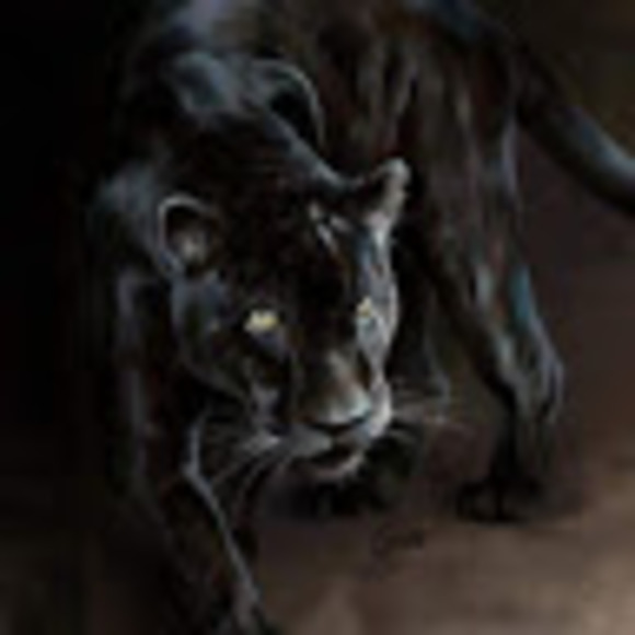 Meet your Posher, Jeffrey - Picture 1 of 1